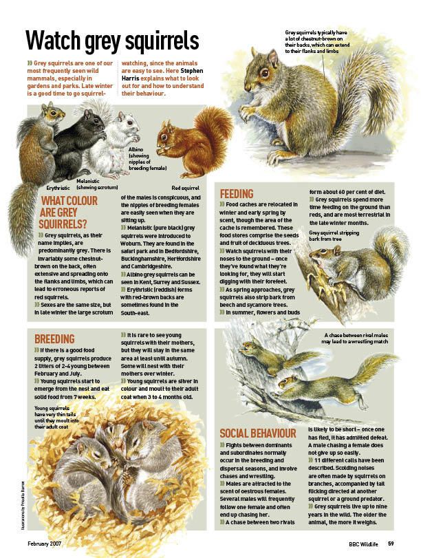 What to feed a 6 week old baby squirrel