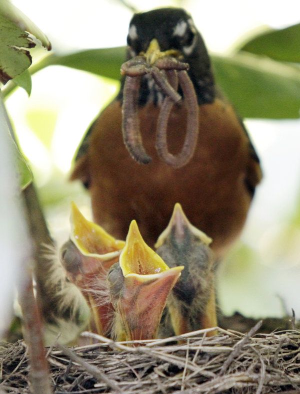 What to feed baby butcher birds