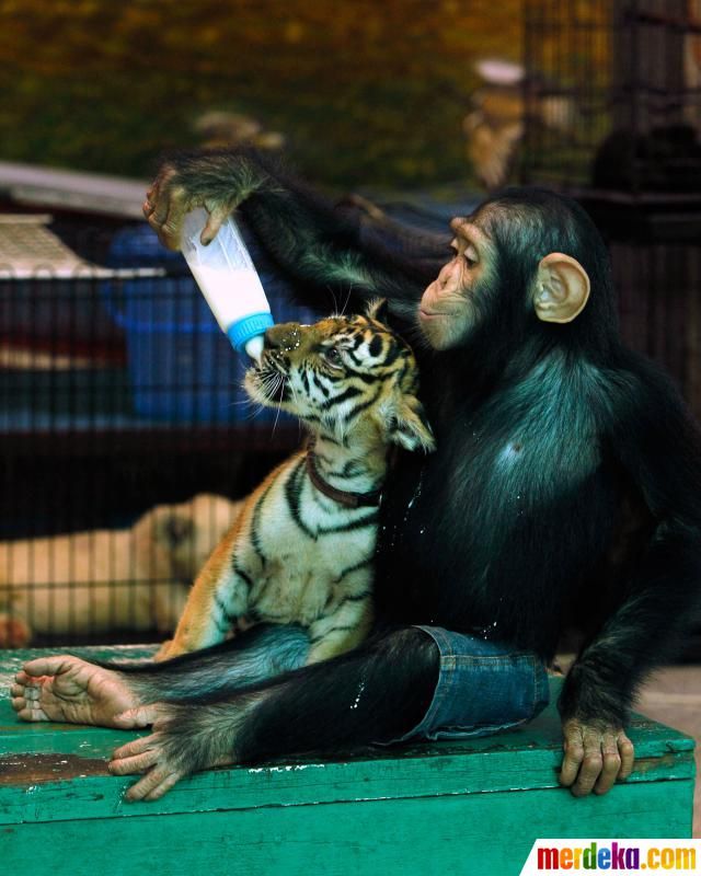 Feed baby tigers in thailand