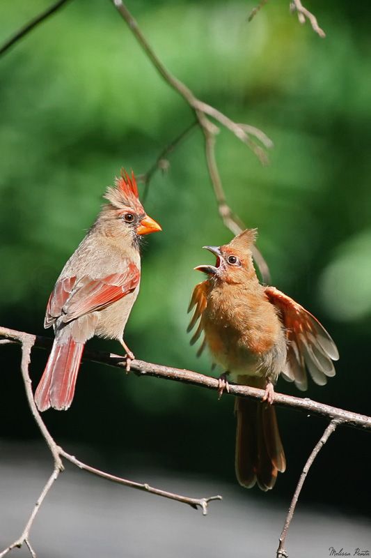 Cardinal feeding baby birds