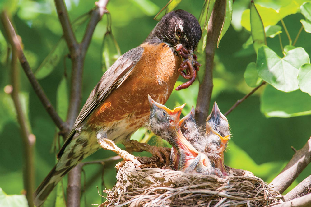 Feeding wild baby birds information