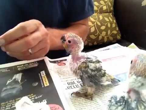 Hand feeding baby african grey parrot