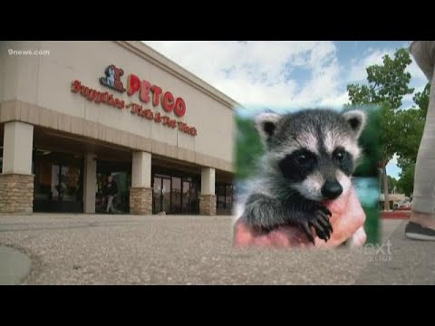 How often do you feed a baby raccoon