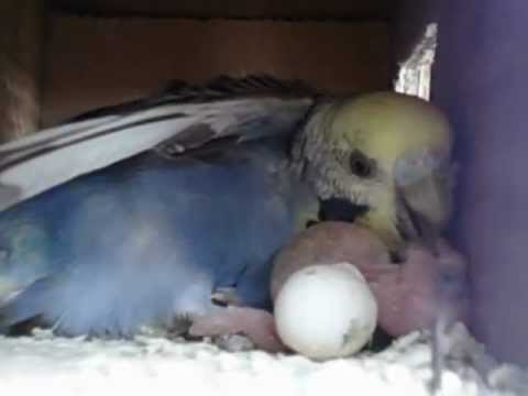 Feeding newborn baby birds