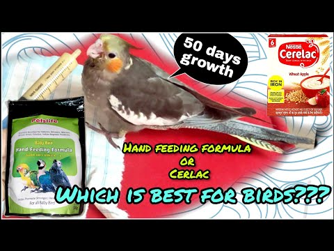 When to start hand feeding baby cockatiels