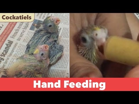 Hand feeding ringneck babies