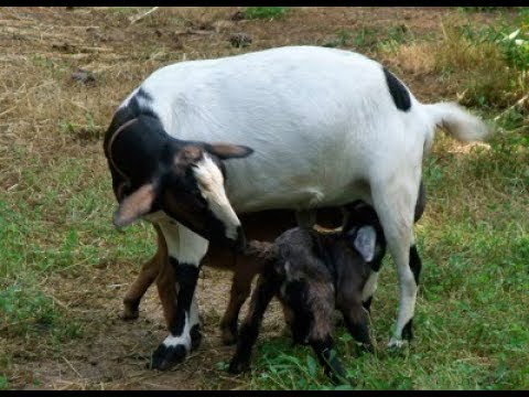 Baby goat bottle feeding chart