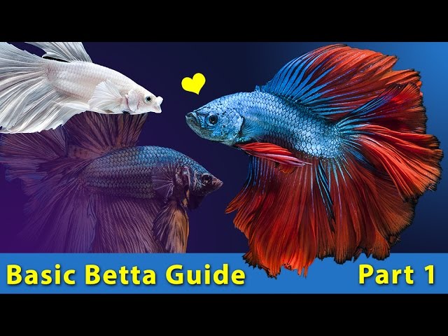 What to feed baby fighting fish