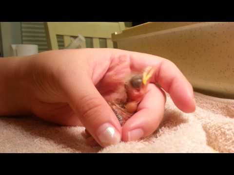 Best way to feed a baby bird