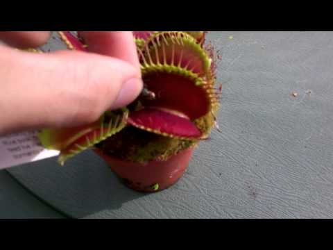 Feeding baby venus fly trap