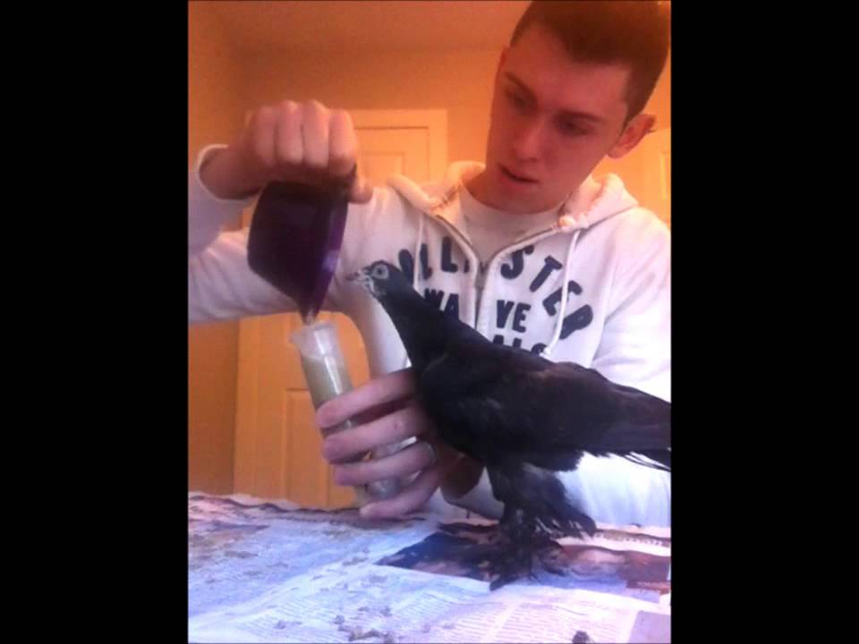 Tube feeding baby pigeons