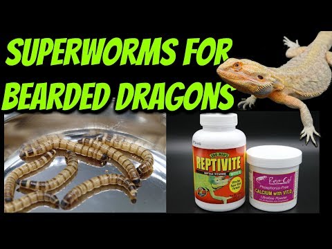 Best food to feed baby bearded dragons