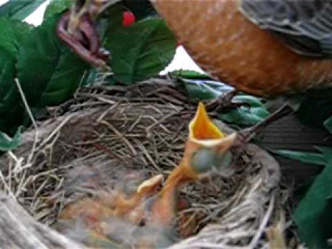 What to feed baby robin birds