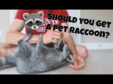 What can you feed a baby raccoon