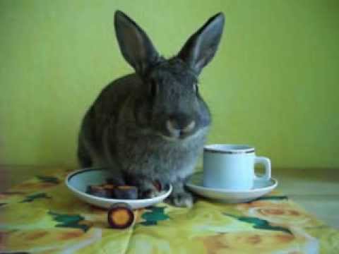 What to feed a baby cottontail