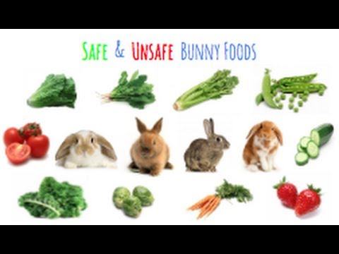 What foods can baby bunnies eat