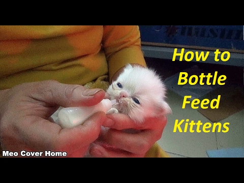 Feeding baby rabbits kitten milk