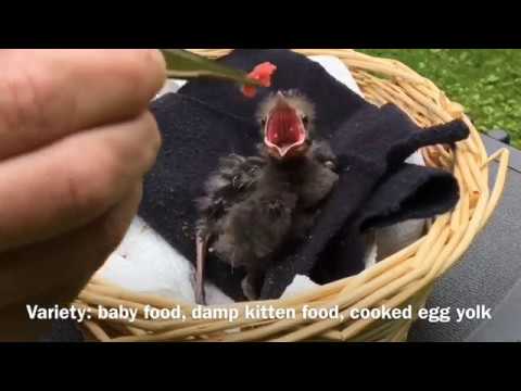 How to feed a baby bird that fell out of its nest