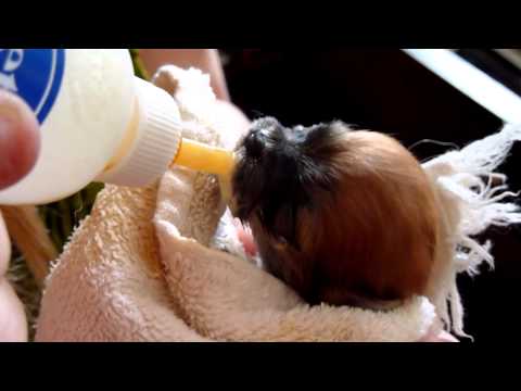 Feeding baby food to dogs