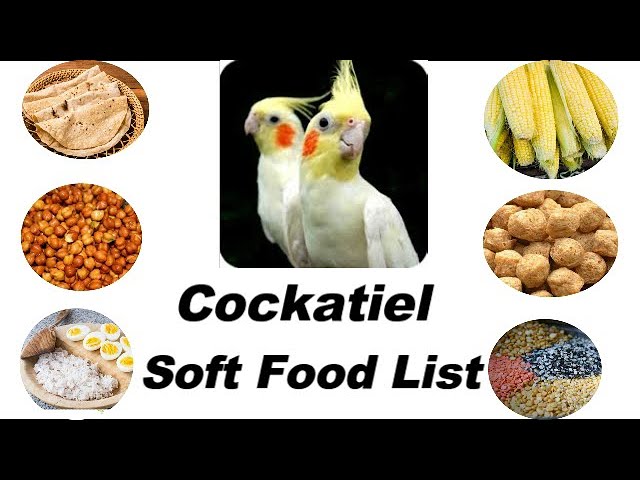 How often to feed baby cockatiel