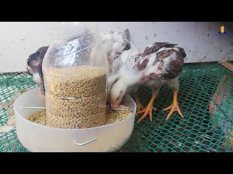 Homemade feed for baby chicks