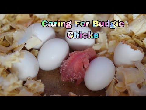 How to feed budgies baby