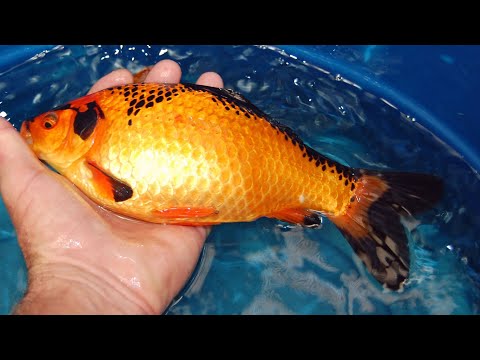 What to feed baby koi fry