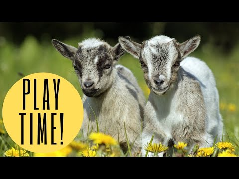 Best food for baby goats