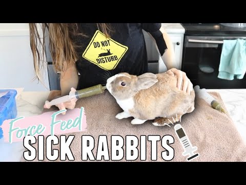 What should you feed baby rabbits