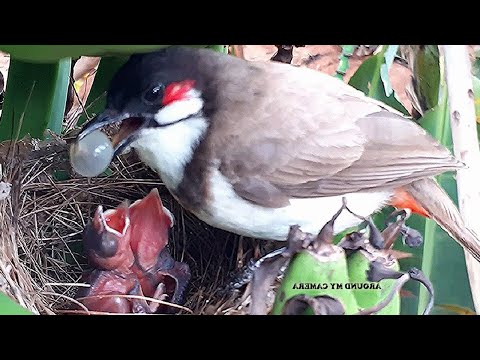 What do u feed abandoned baby birds