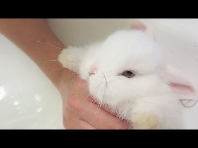 How to feed newborn rabbit baby