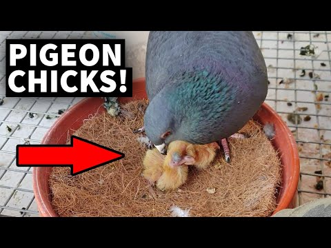 Baby pigeon care and feeding