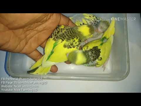 Hand feed baby budgies