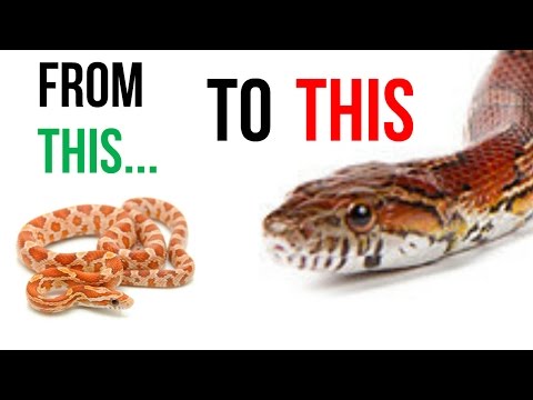 What do you feed baby corn snakes