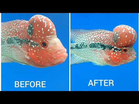 How to feed flowerhorn baby