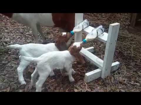 How to feed baby goats milk