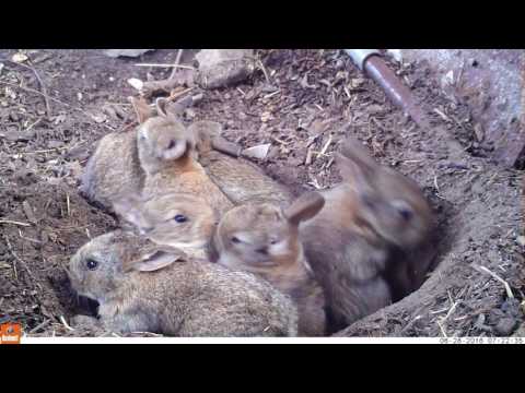 How rabbit feed their babies