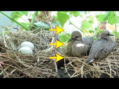 How to feed and care for a wild baby bird