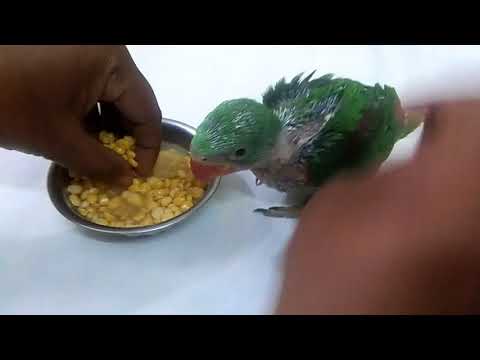 Hand feeding a wild baby bird