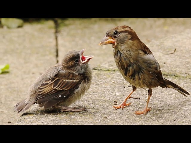 What to feed a wild baby sparrow