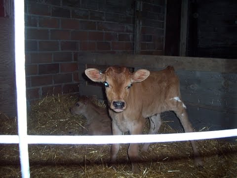 Bottle feeding baby cows