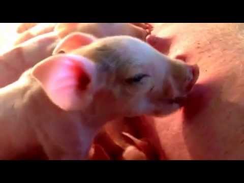 Baby pig creep feeders