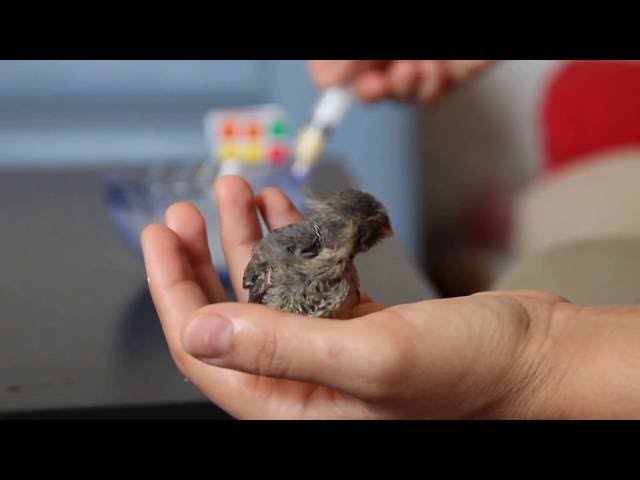 Hand feeding baby canaries