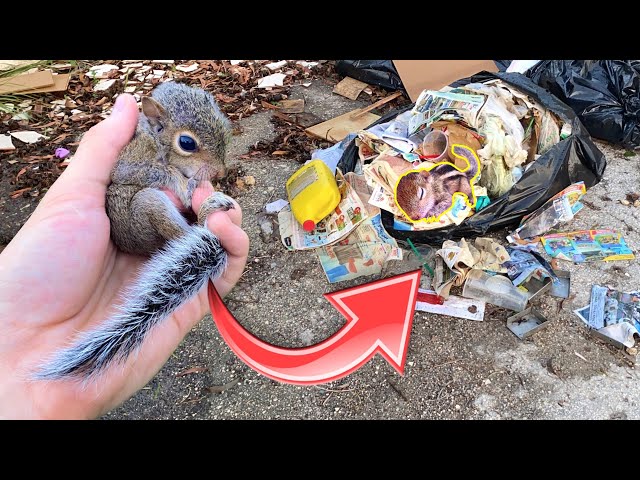 What to feed baby squirrels with eyes closed