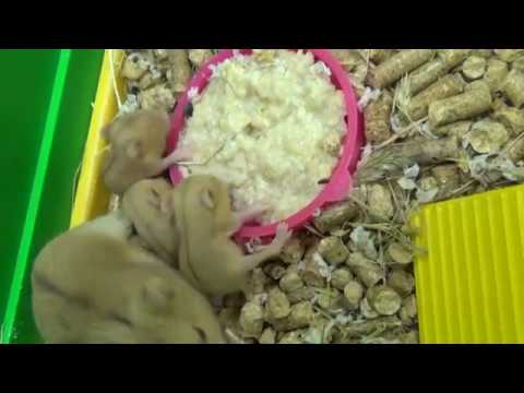 What to feed baby hamsters