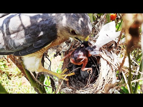 Feeding a baby bird fallen from nest