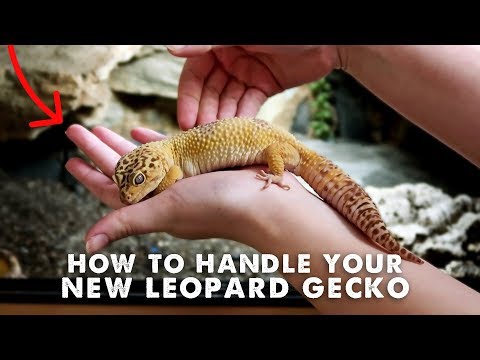 What to feed a baby mediterranean house gecko
