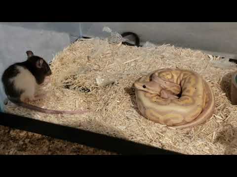 What size rat to feed baby ball python