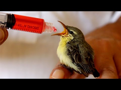 Hand feeding wild baby birds