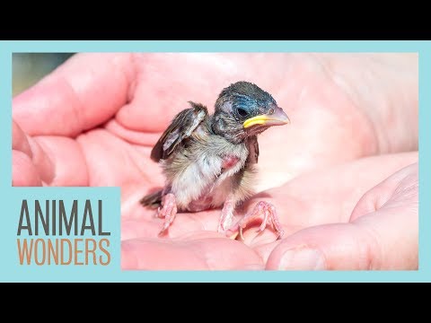 What to feed a newborn baby bird